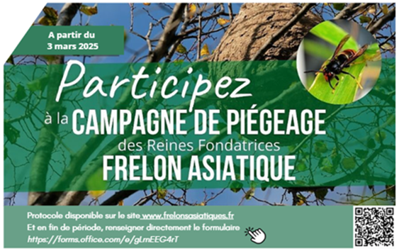 Frelon asiatique