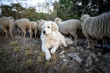 Randonnez en montagne en toute sérénité : pensez aux chiens de protection
