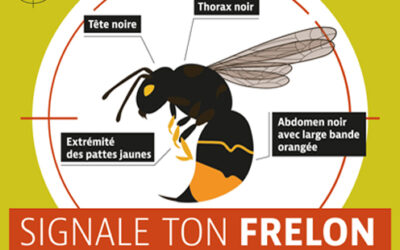 Vigilance frelon asiatique