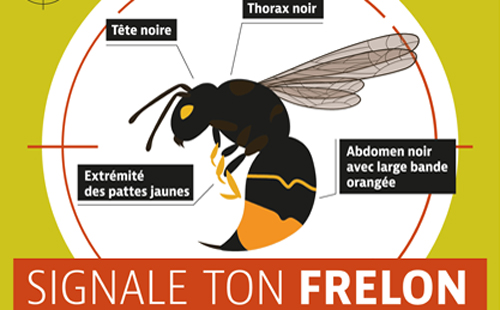 Frelon asiatique : un signalement peut faire la différence