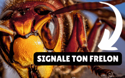 Signale ton frelon